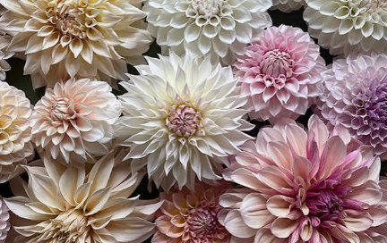 Preparing Soil for Dahlia Planting in Spring
