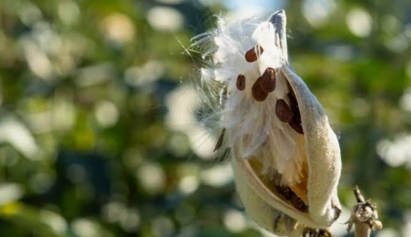 Native plant seed saving with Vancouver Bee Project