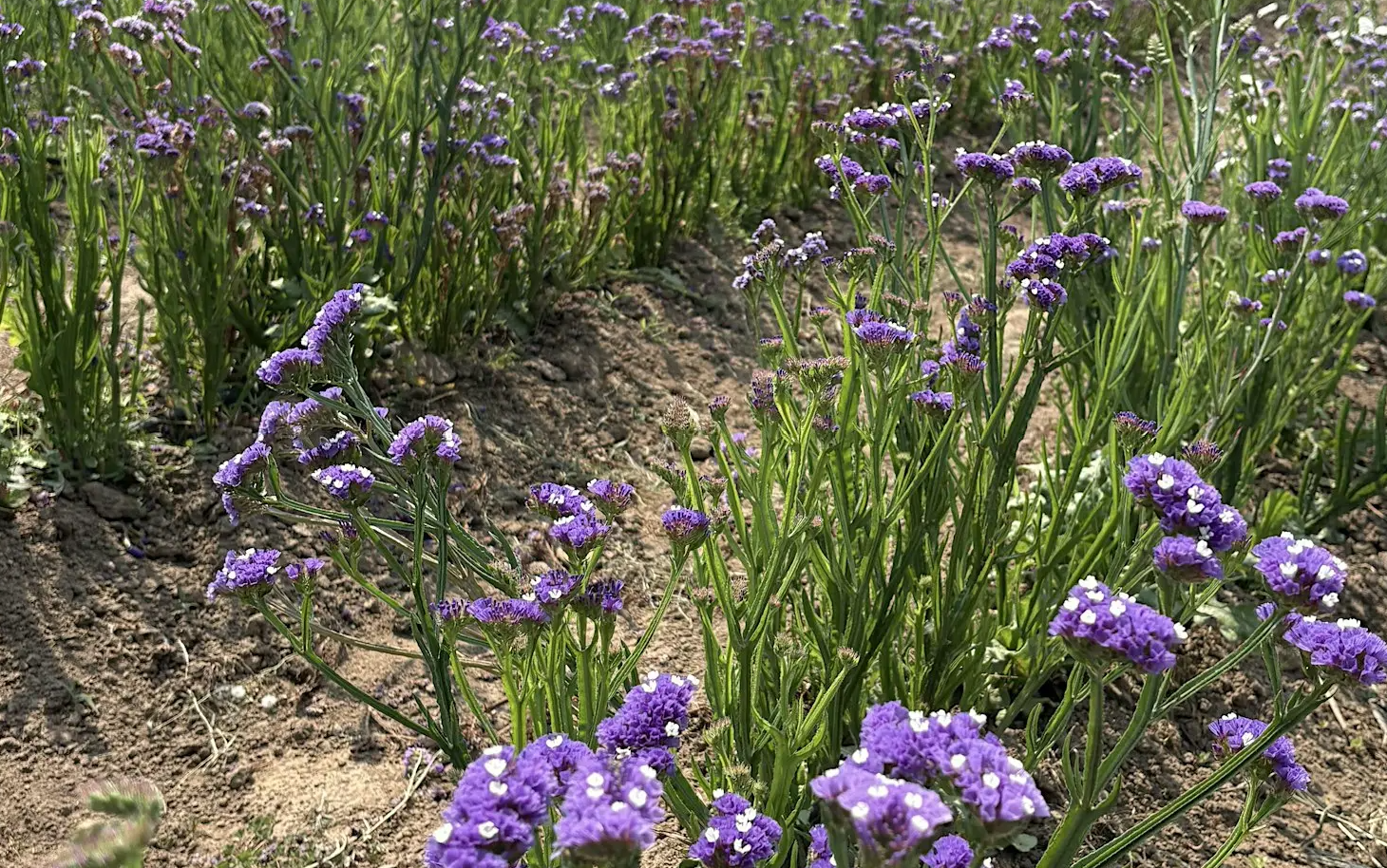 On the Road Tour - Putting the Garden to Bed; Getting Ready for Spring with WSU MGs