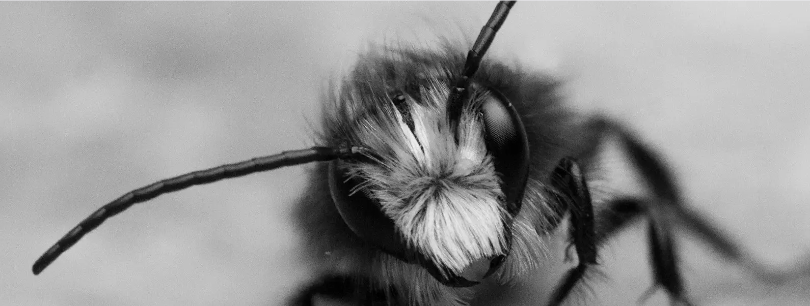 Mason Bees Unwrapped: The Art &amp; Science of Cocoon Harvesting