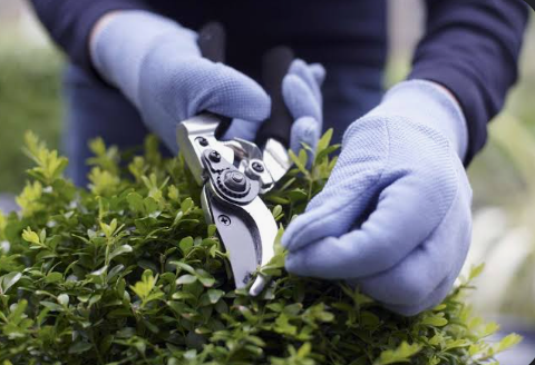 Learning to&nbsp;Prune Deciduous &amp; Evergreen Shrubs