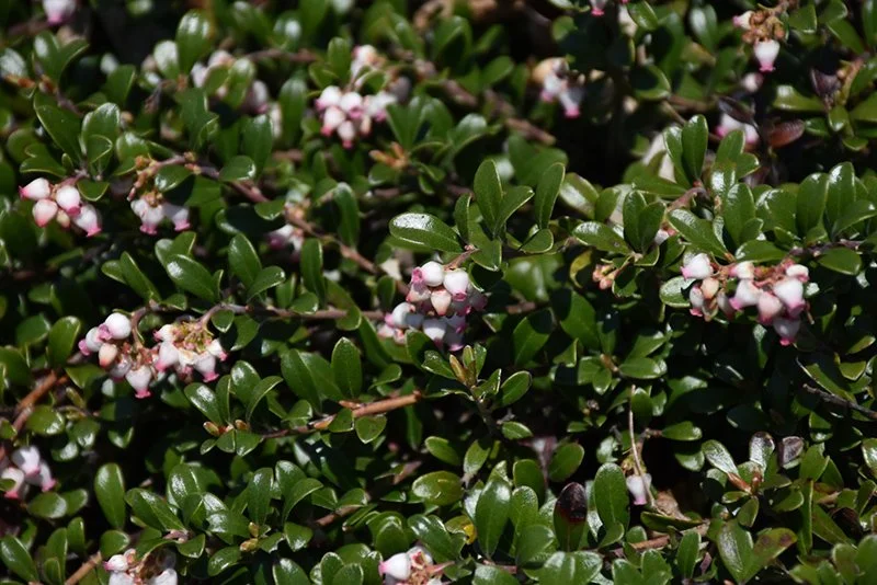Clark College Native Plant Center - Fall Sale!
