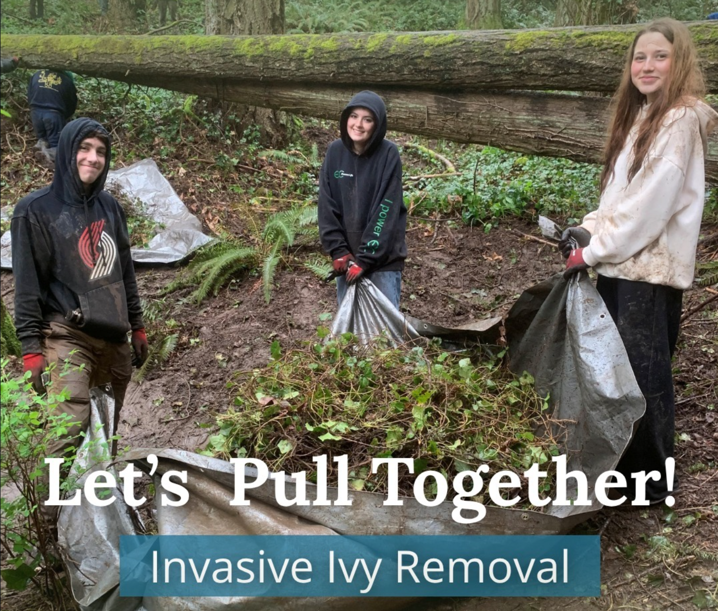Ivy Pull Volunteer Event