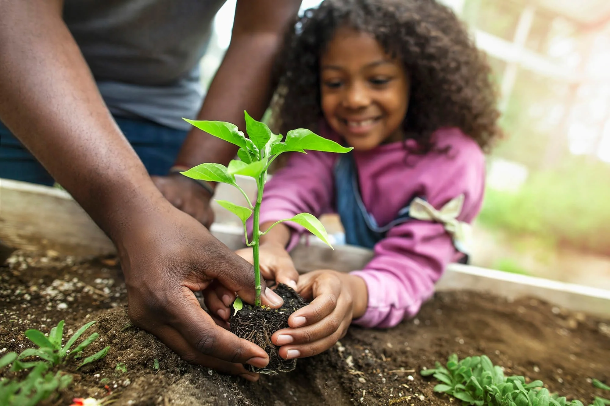 Child helping adult plant pepper plant in a raised garden bed, pink shirt