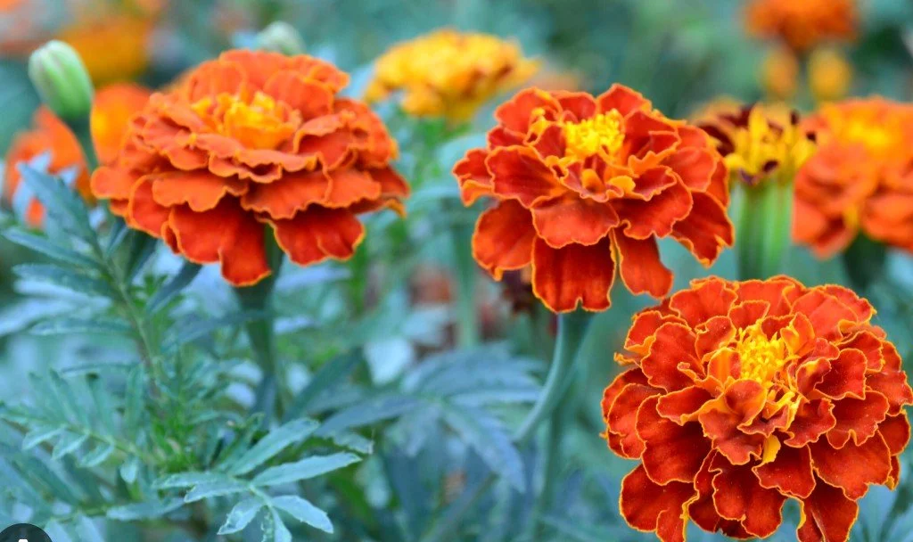 MARIGOLD (A)