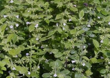 LEMON BALM (A) - 2' Tall herb that has a strong lemon smell, tiny white tubular flowers. Careful, this one self seeds very easily!