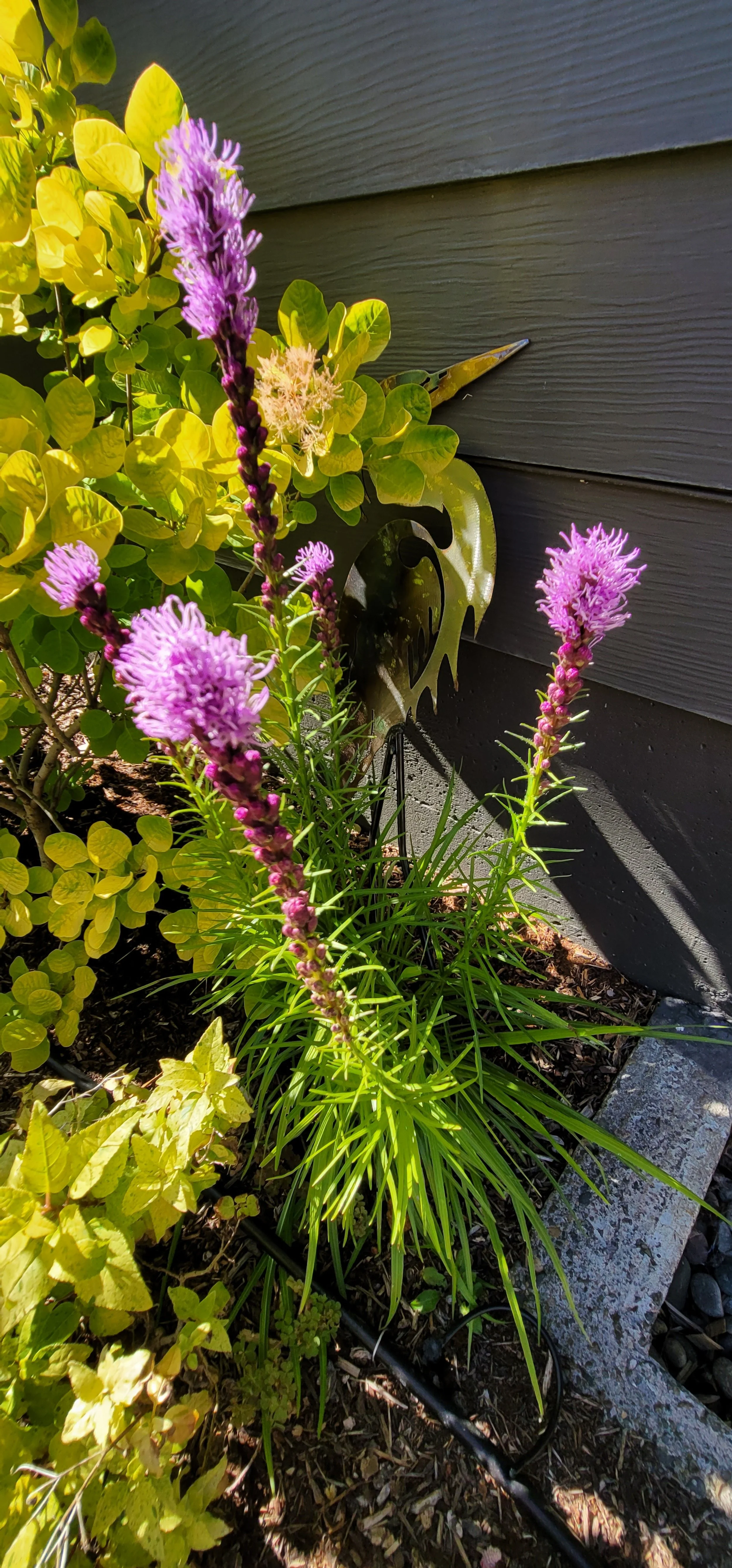 GAYFEATHER (P)