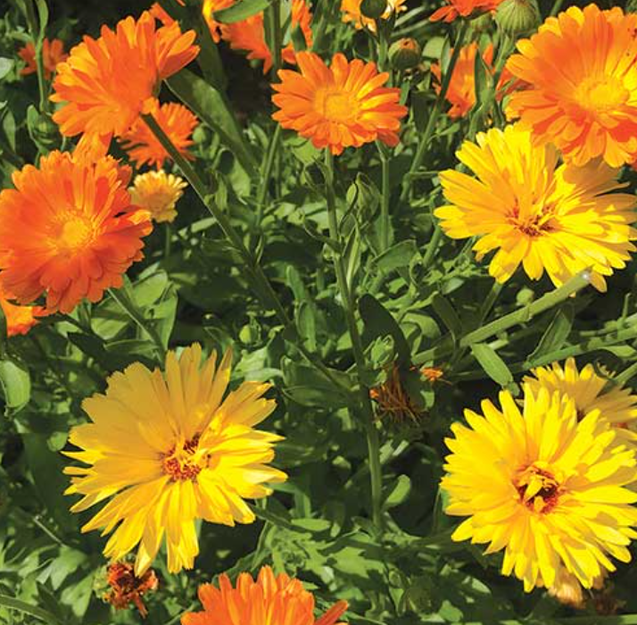 CALENDULA (A)