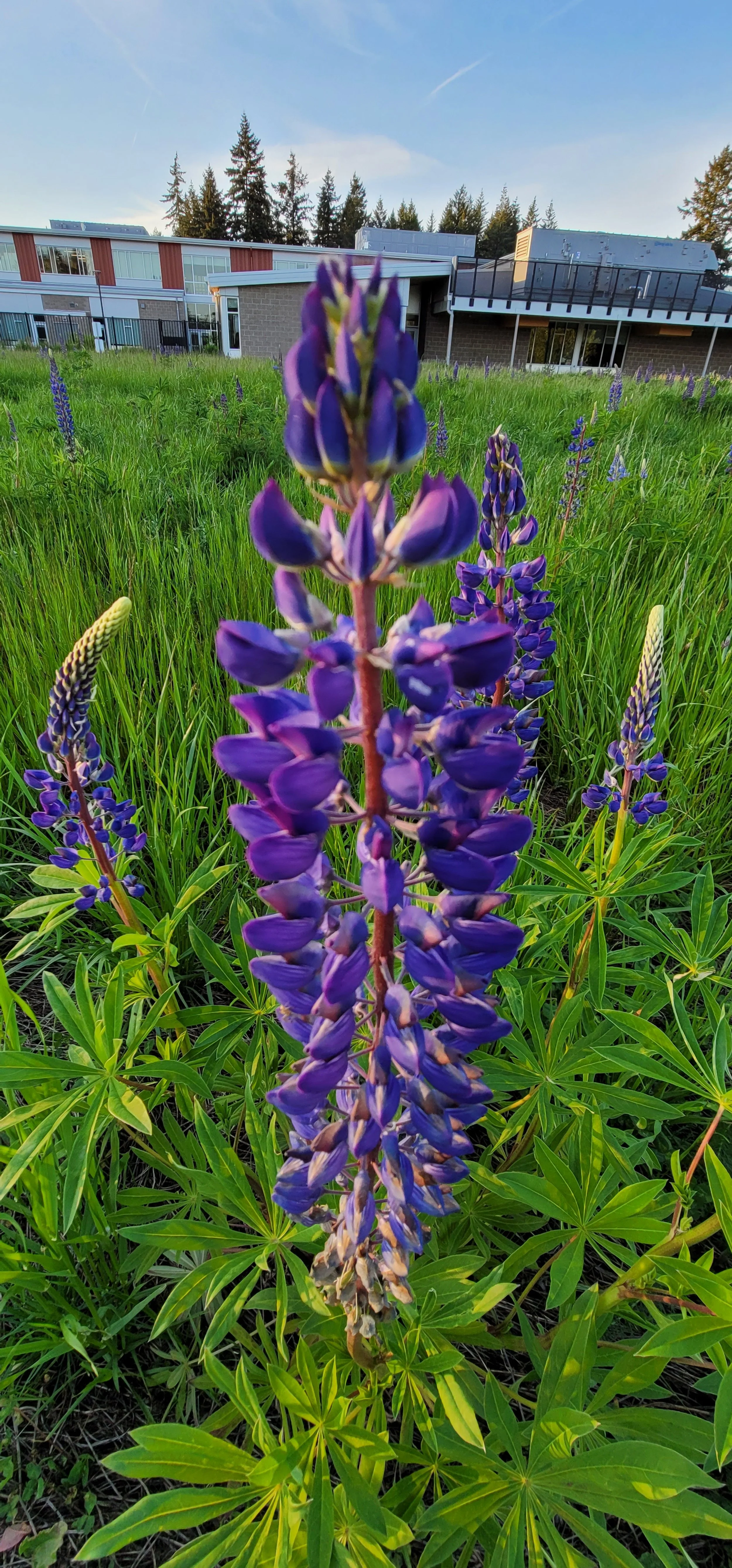 BIG LEAF LUPINE (P)