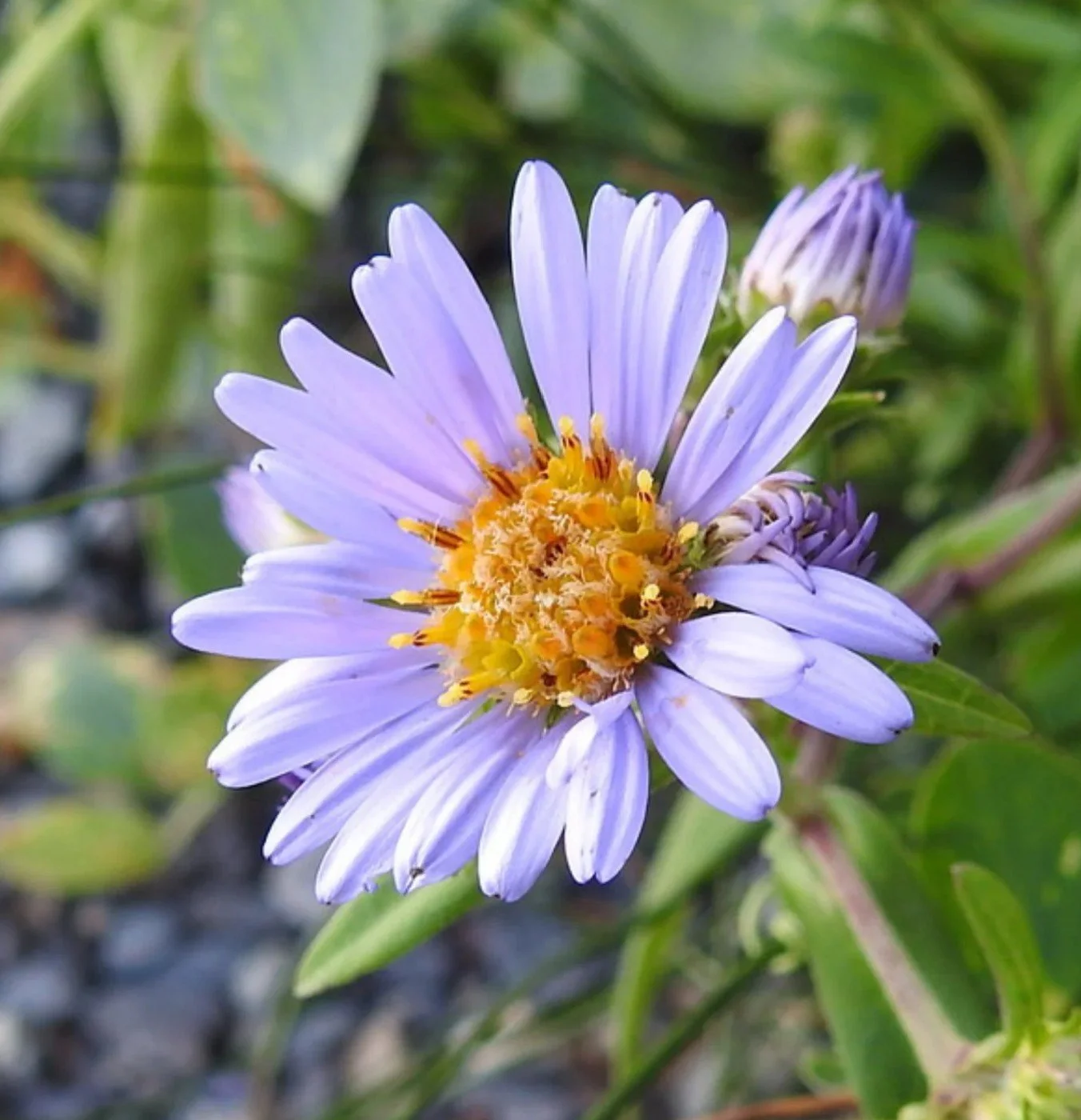 DOUGLAS ASTER (P)