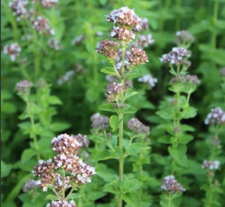OREGANO (P) - A common herb that grows all year, flowers mid-late summer (when school is out, as it does attract pollinators)