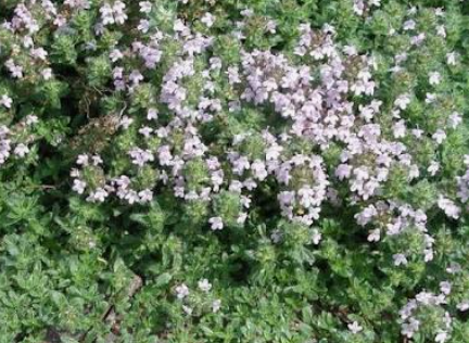 THYME (P) - A low growing hardy herb that has delicate pink flowers and has many varieties, including lemon.