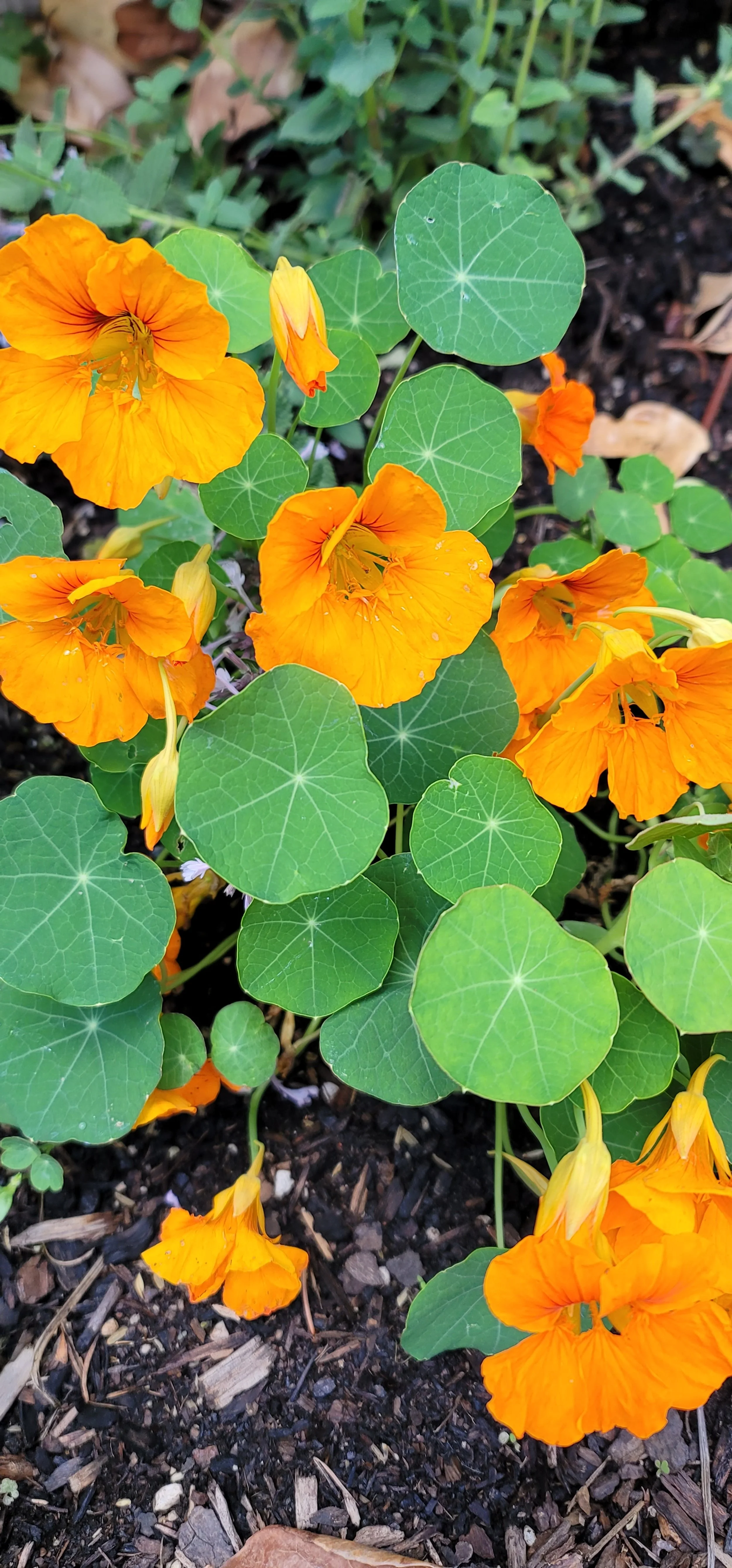 NASTURTIUM (A)