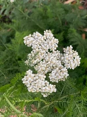 YARROW (P)
