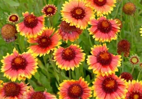 BLANKET FLOWER (P)
