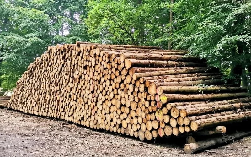 A pile of logs in a forest