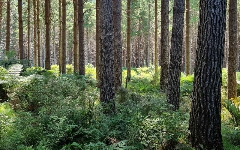 A forest floor with ferns and with the bottoms of pine trees