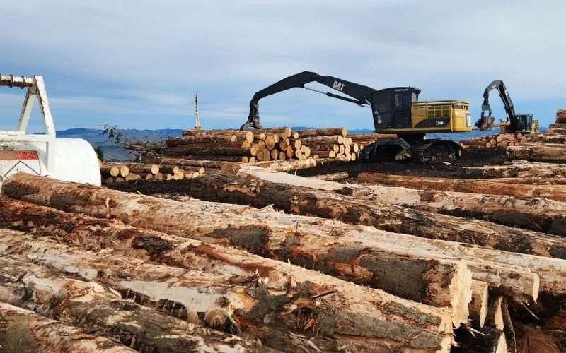 Piles of tree logs with machinery picking up and moving logs