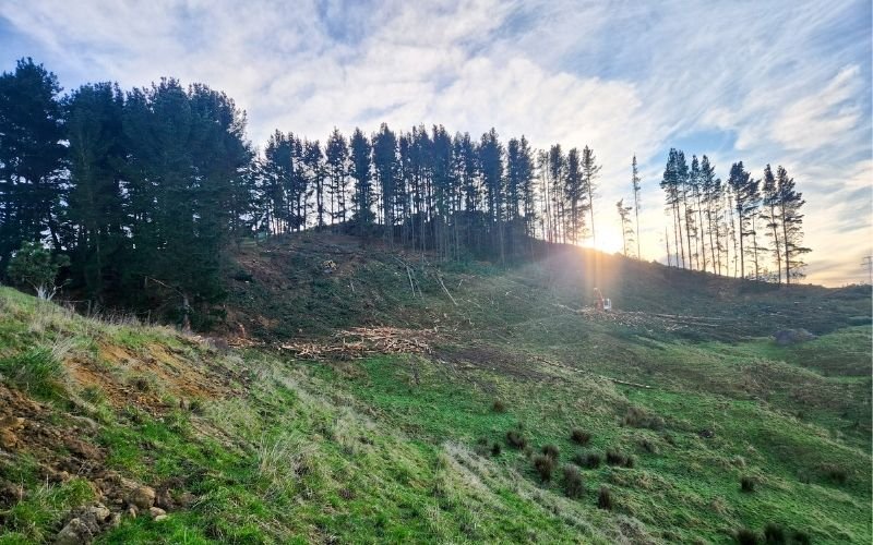 A hillside with a tree line and the sun peeking through between two trees
