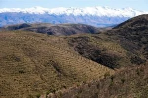 A snowy mountain range in the background with a hillside with new trees planted in the foreground