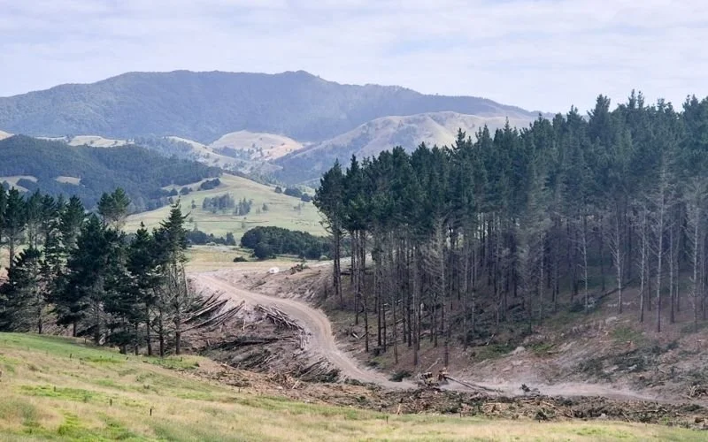 A hillside with a dirt road in the middle with trees either side