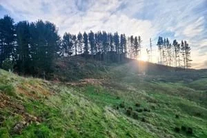 A hillside with a line of trees at the top with the sun poking through two trees