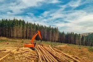 Machinery with logs being harvested and forest in the background