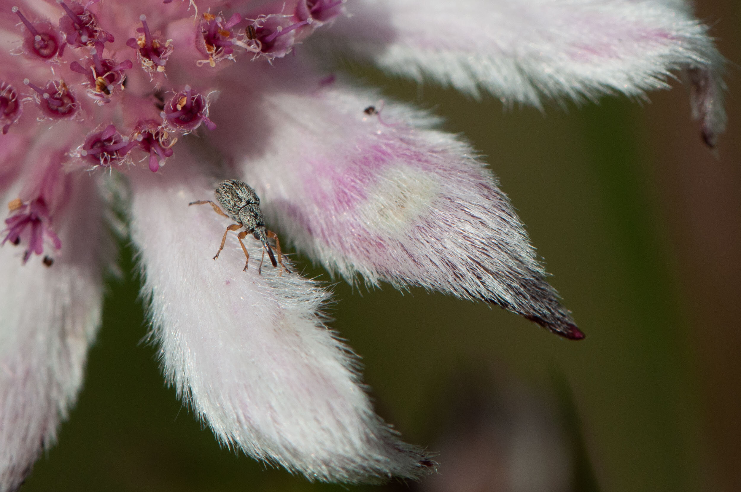 Insects_Spiders - FV-3.jpg