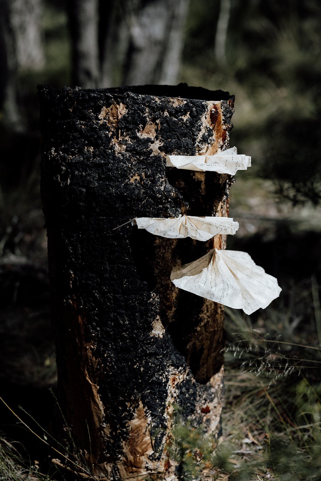 Artwork by Caroline Giniunas, Image by Ona Janzen