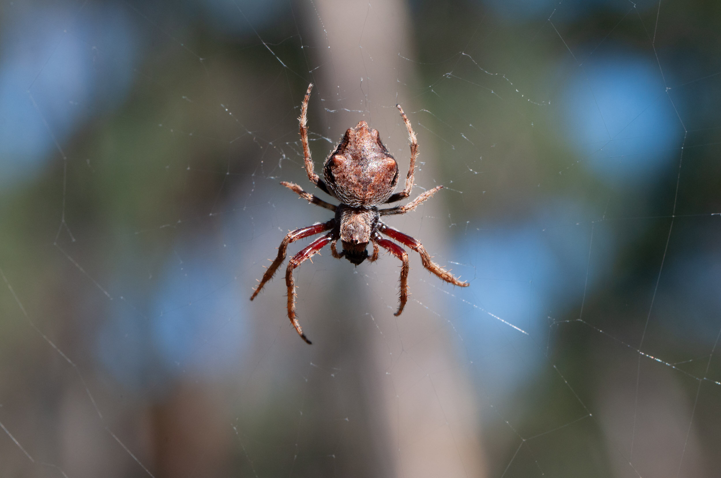 Insects_Spiders - FV-31.jpg