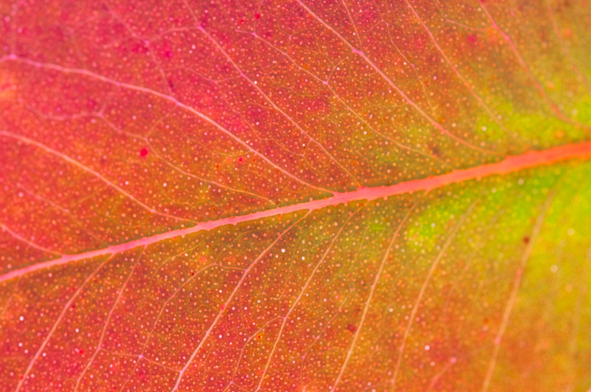 Eucalypts photo collection - FV-1.jpg