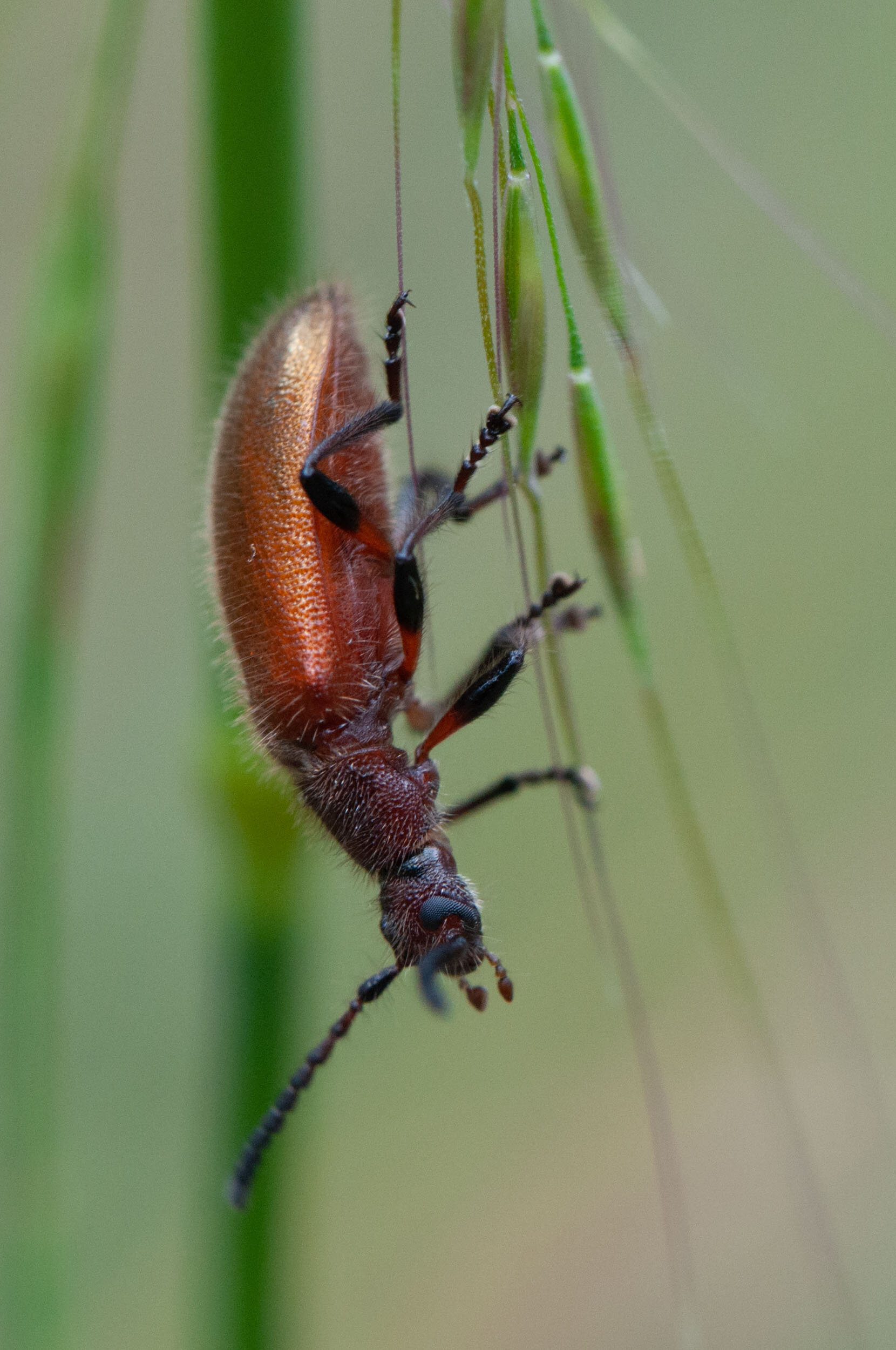 Insects_Spiders - FV-29.jpg