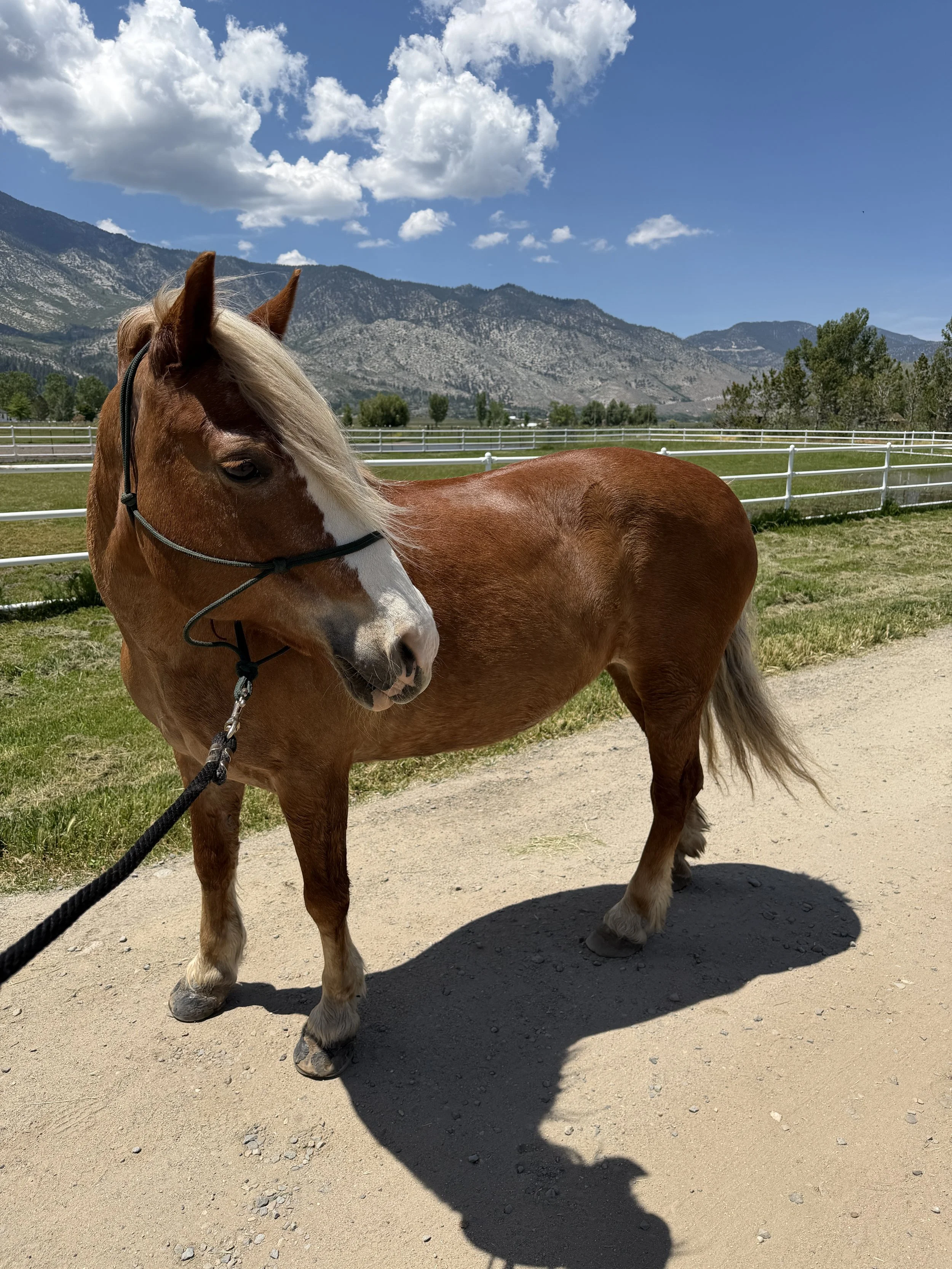 A Rescue Horse Was Never Part of the Marketing Plan