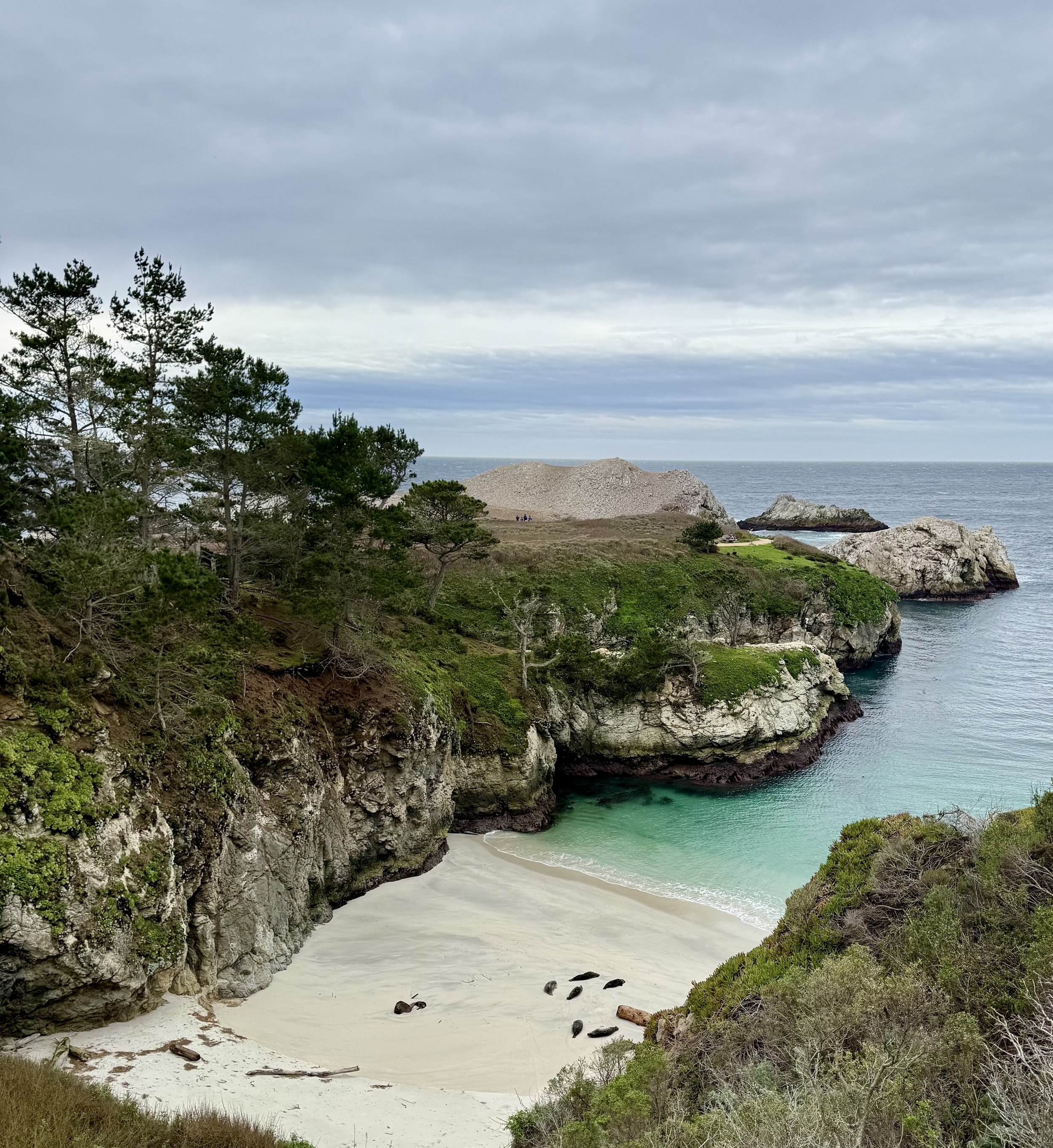 Spotting seals resting at Point Lobos State Natural Reserve