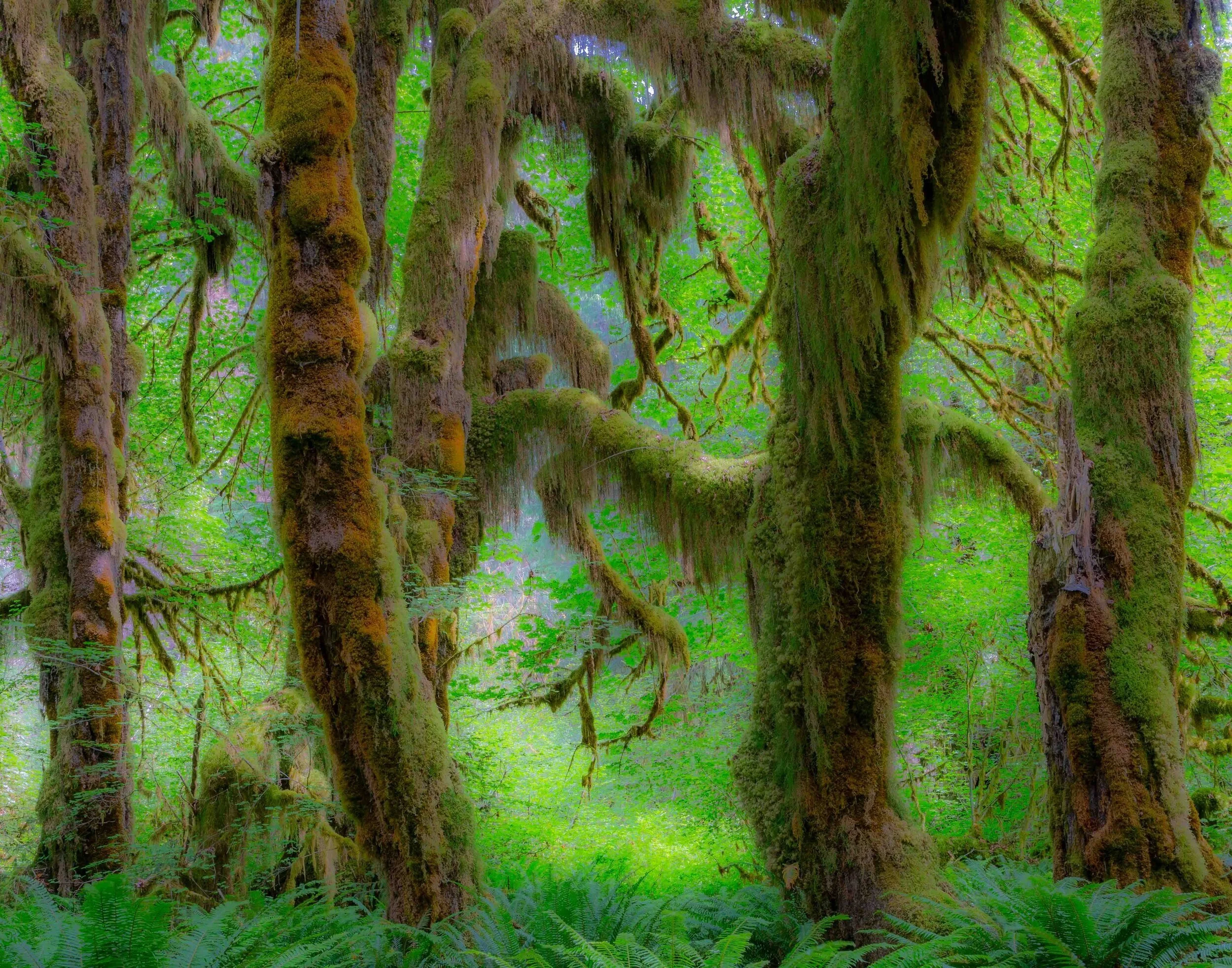 Washington's Olympic Peninsula