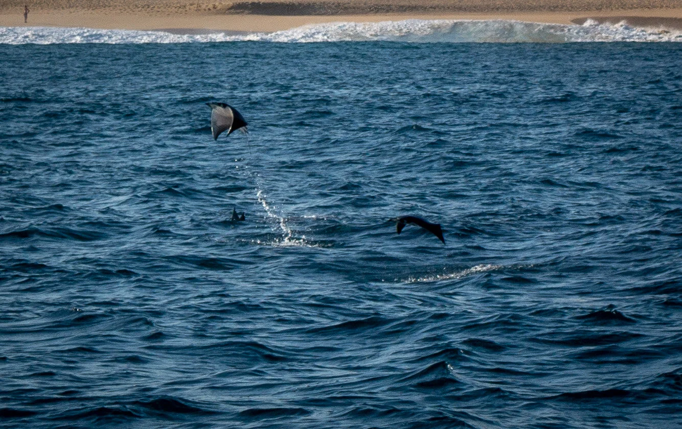 Flying Fish, Baja Mexico Style