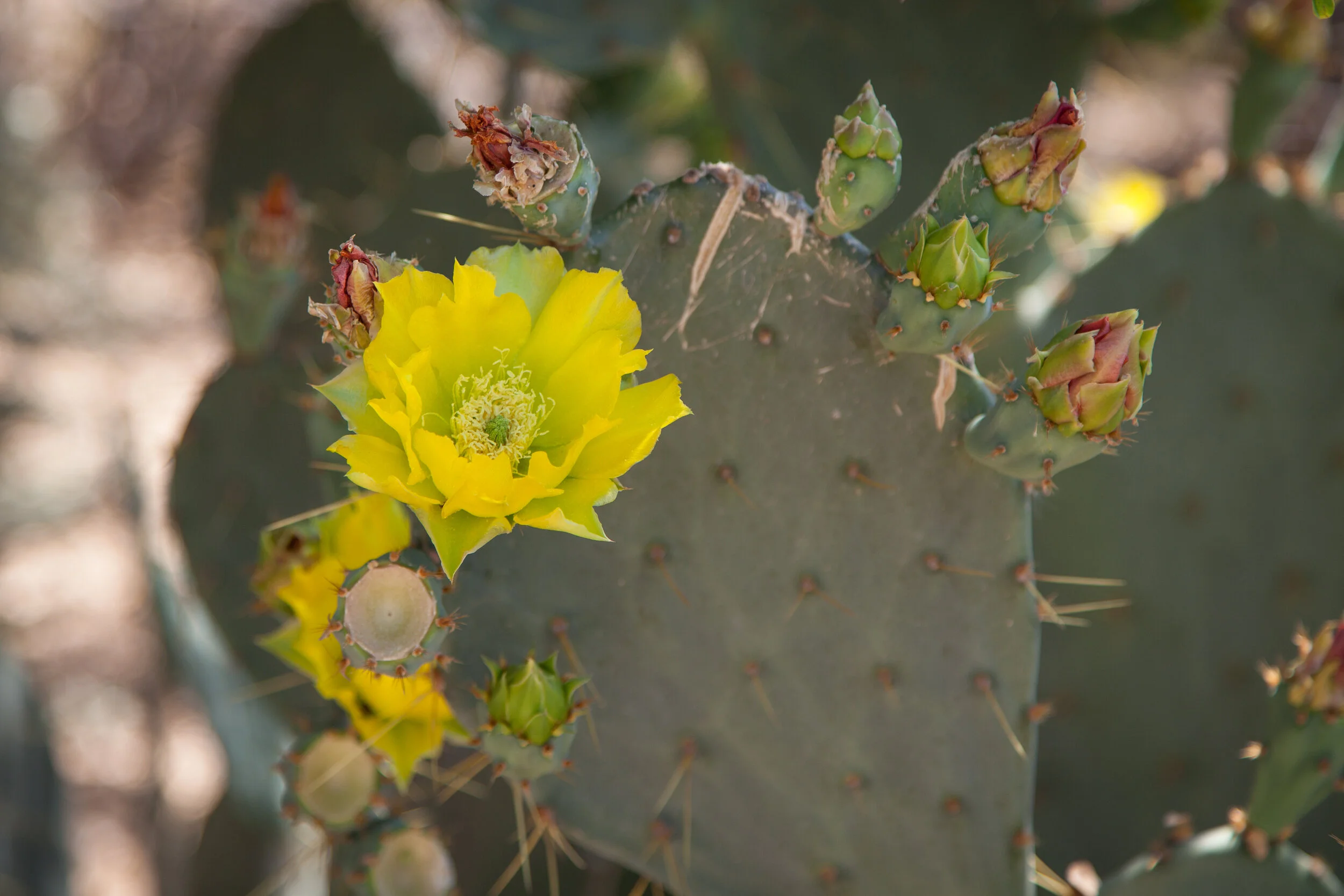 Another Visit to the DBG