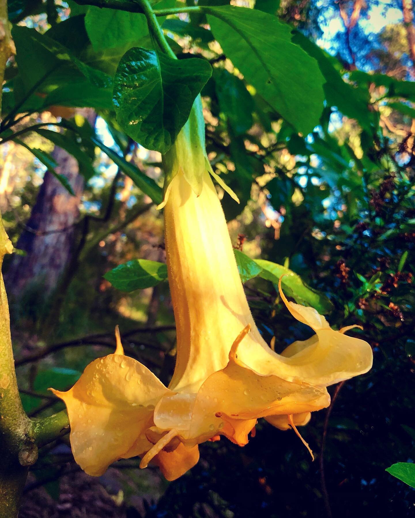 We found this nice double yellows brugmansia in the garden today 🌸