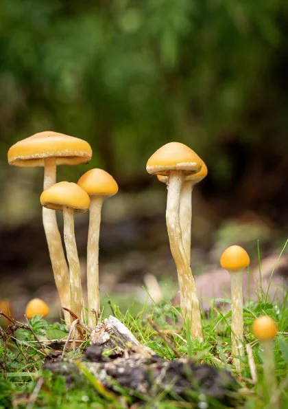EGA%20Journal%206%20-%20Commemorating%2021%20years%20of%20Australian%20Ethnobotanical%20Research%20%26%20Community-256.jpg