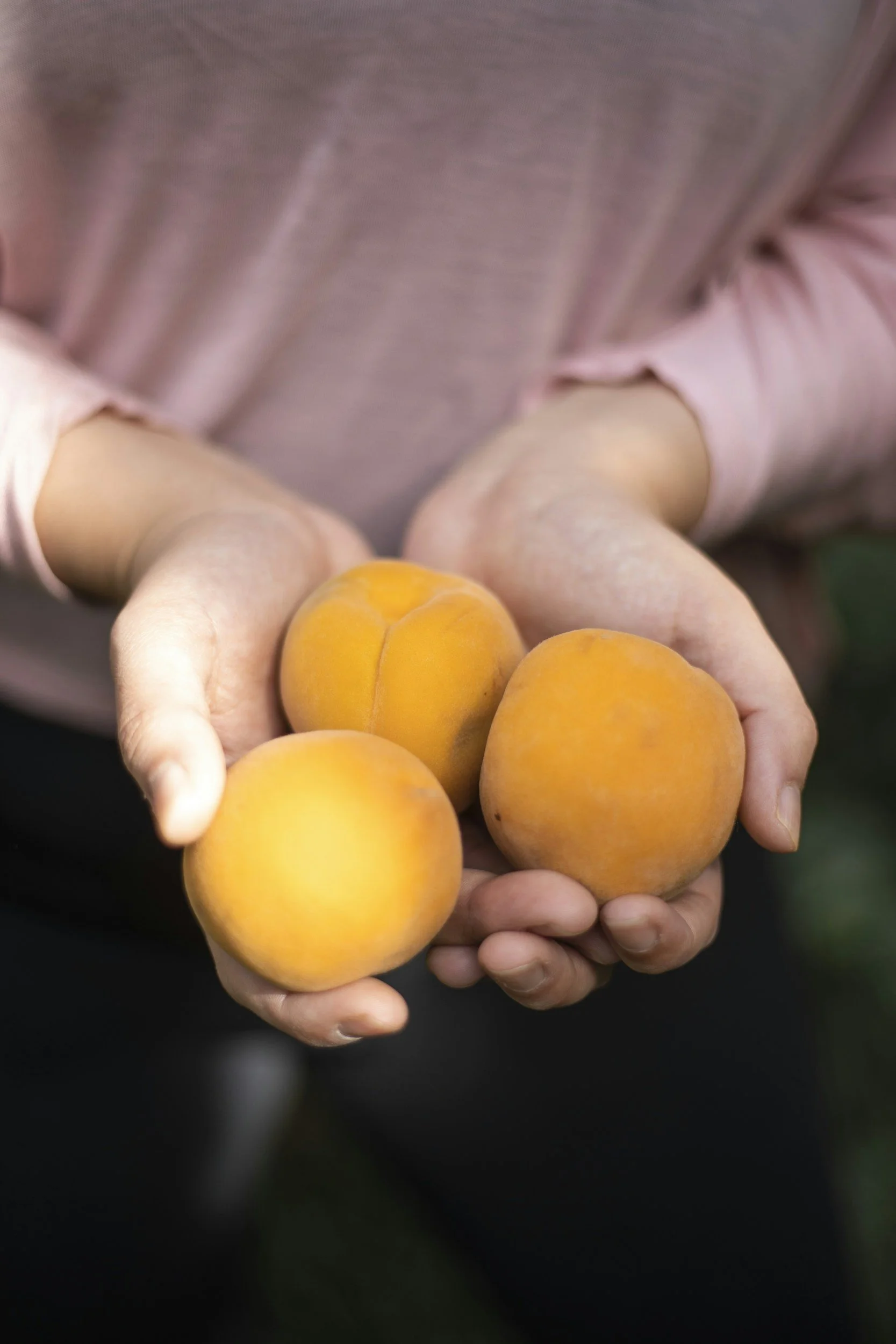 Person holding three ripe apricots in their hands.