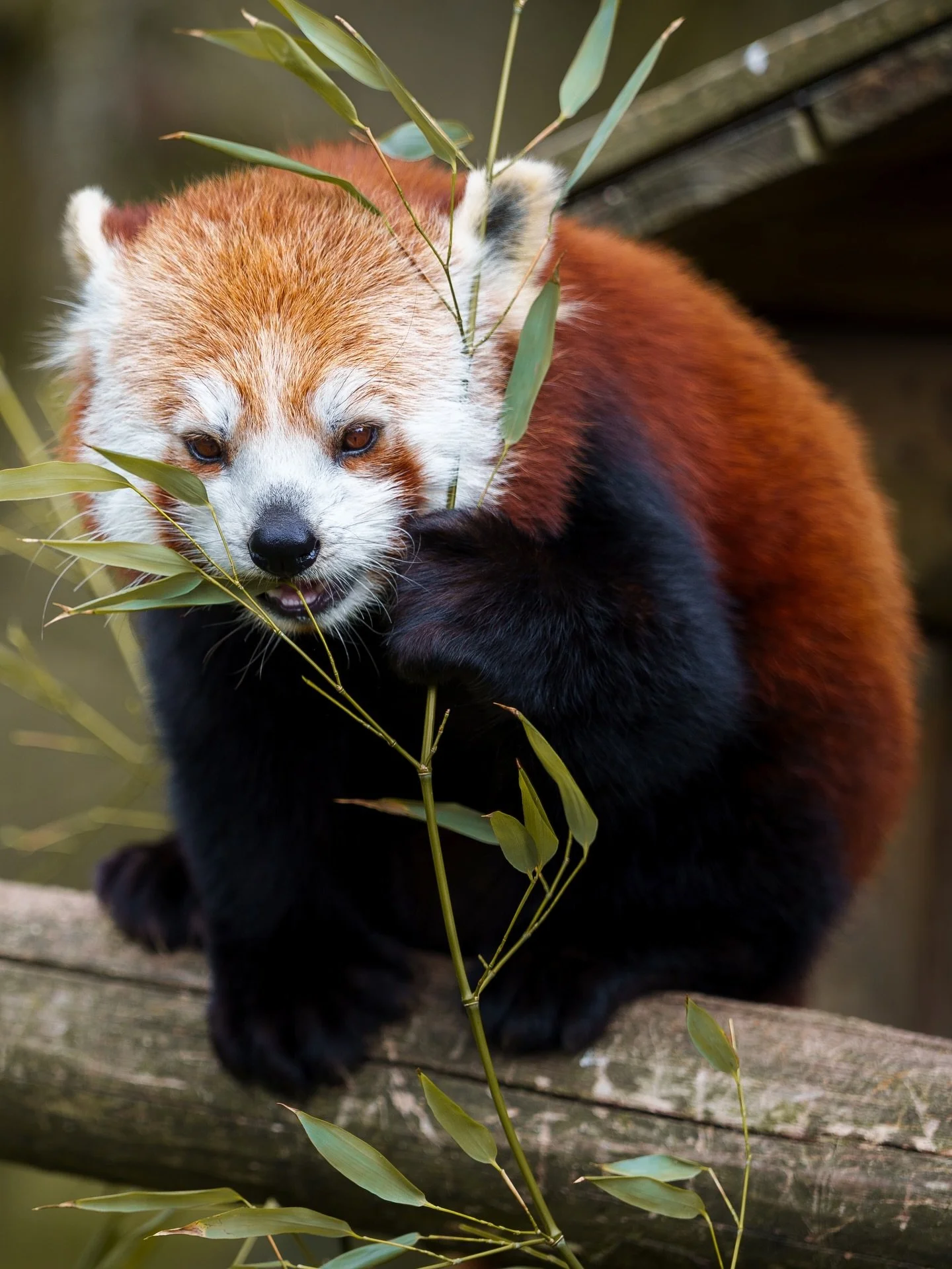 @zoodejurques 
#zoodejurques
#explore_normandie 
#normandie