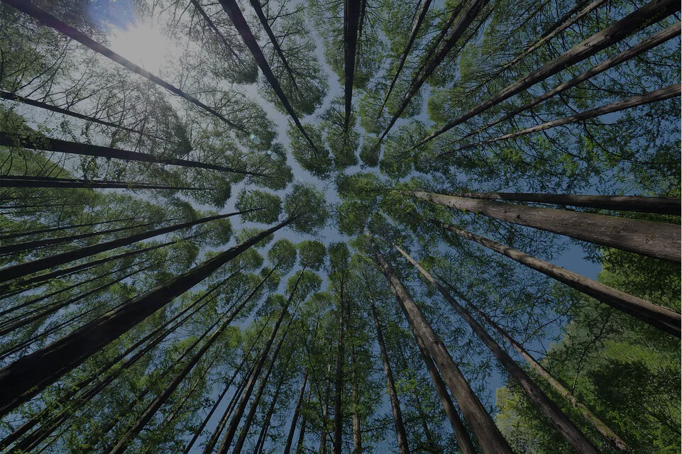 tree-4450514_960_7202.jpg