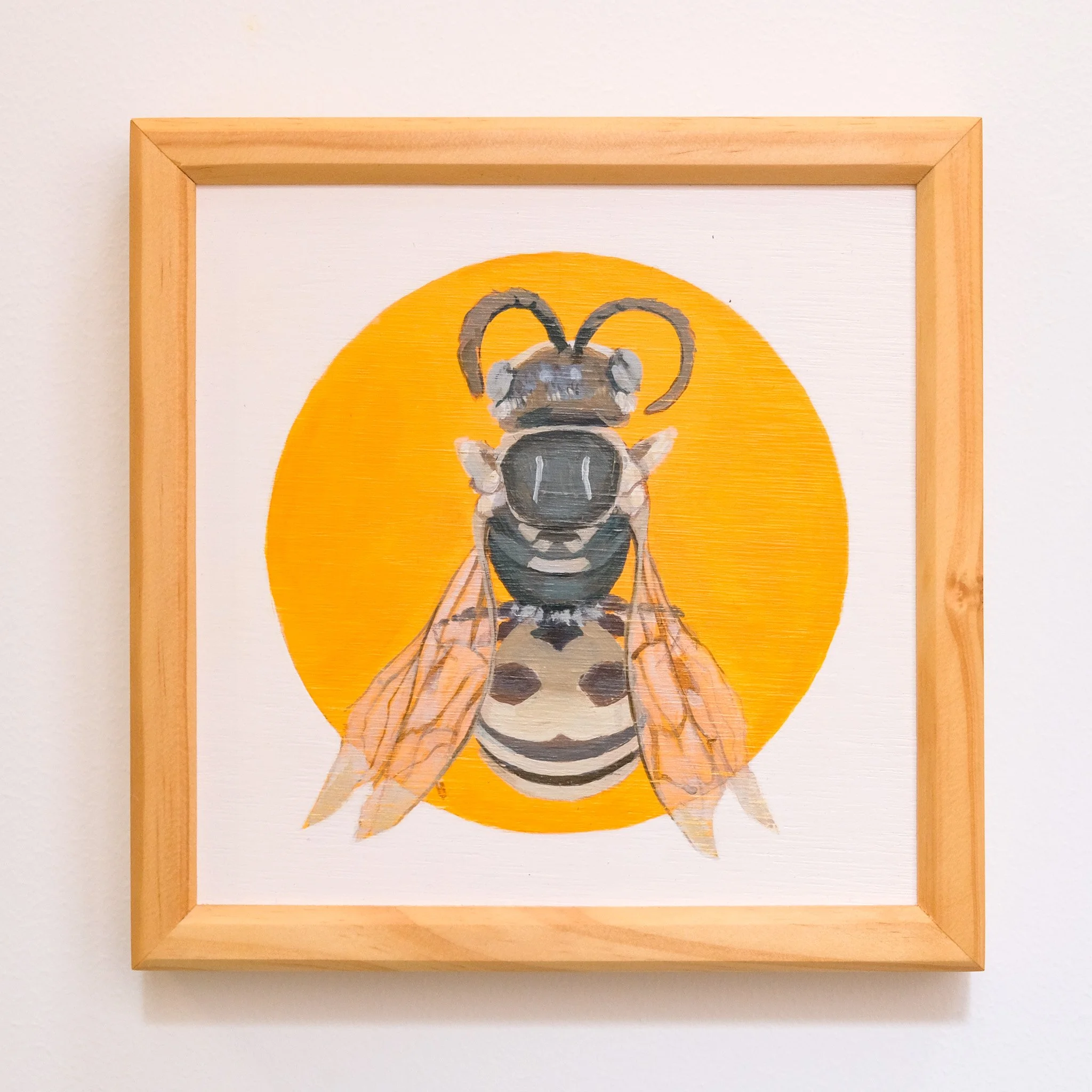 Albozebratus Hylaeine 21x21cm