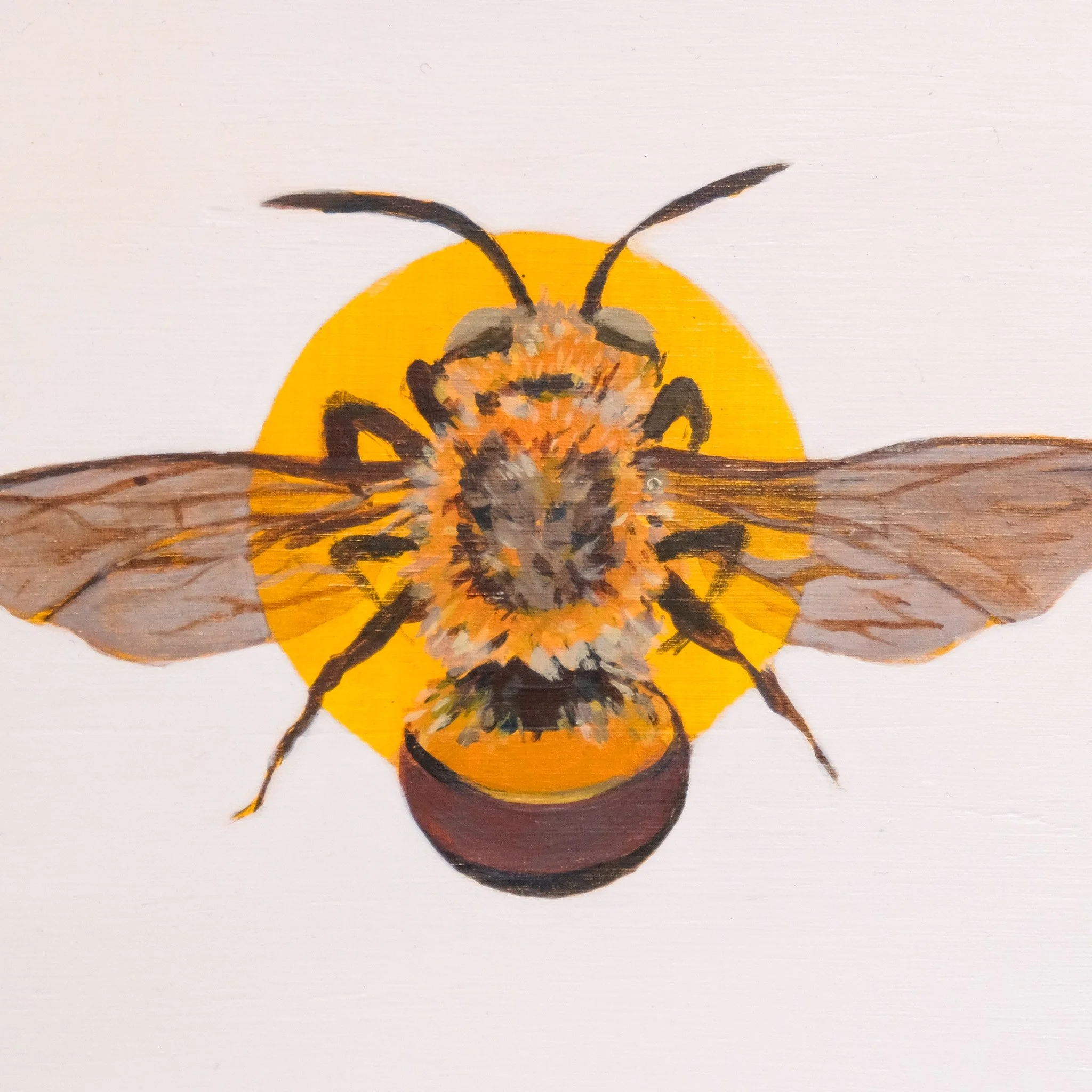 Amegilla Dawsoni_Wearesavingthewrongbees_OriginalArtwork_KatStefanova_AustralianNativeBees_closeup.jpg