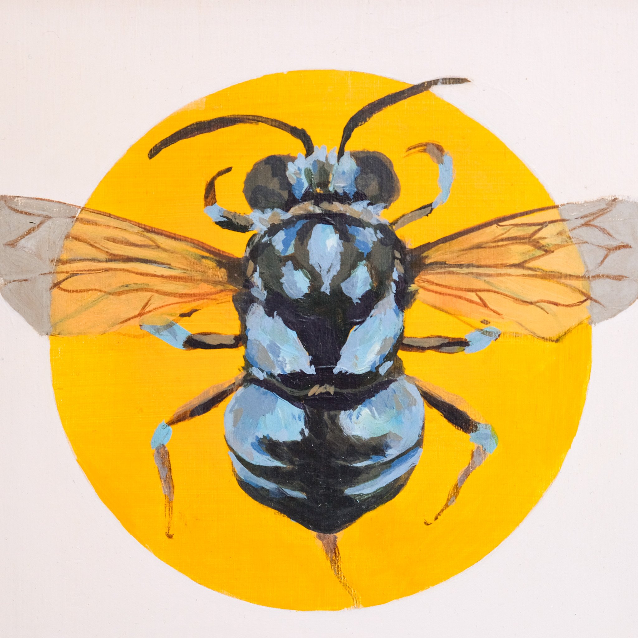 Thyreus Nitidus_Wearesavingthewrongbees_OriginalArtwork_KatStefanova_AustralianNativeBees-closeup.jpg