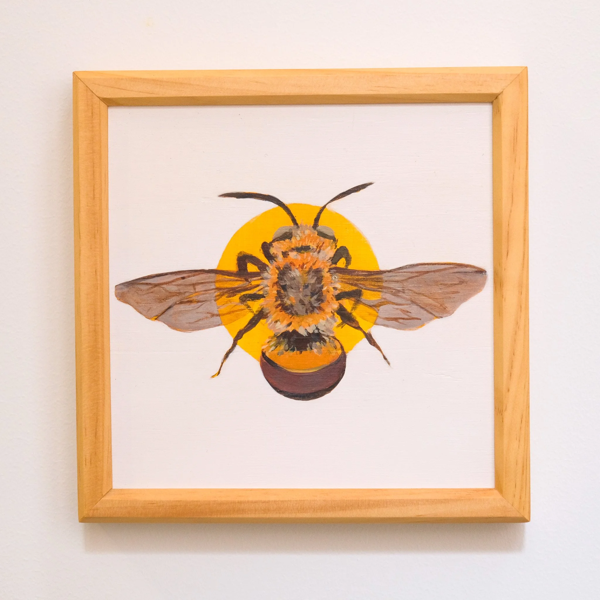 Amegilla Dawsoni 21x21cm