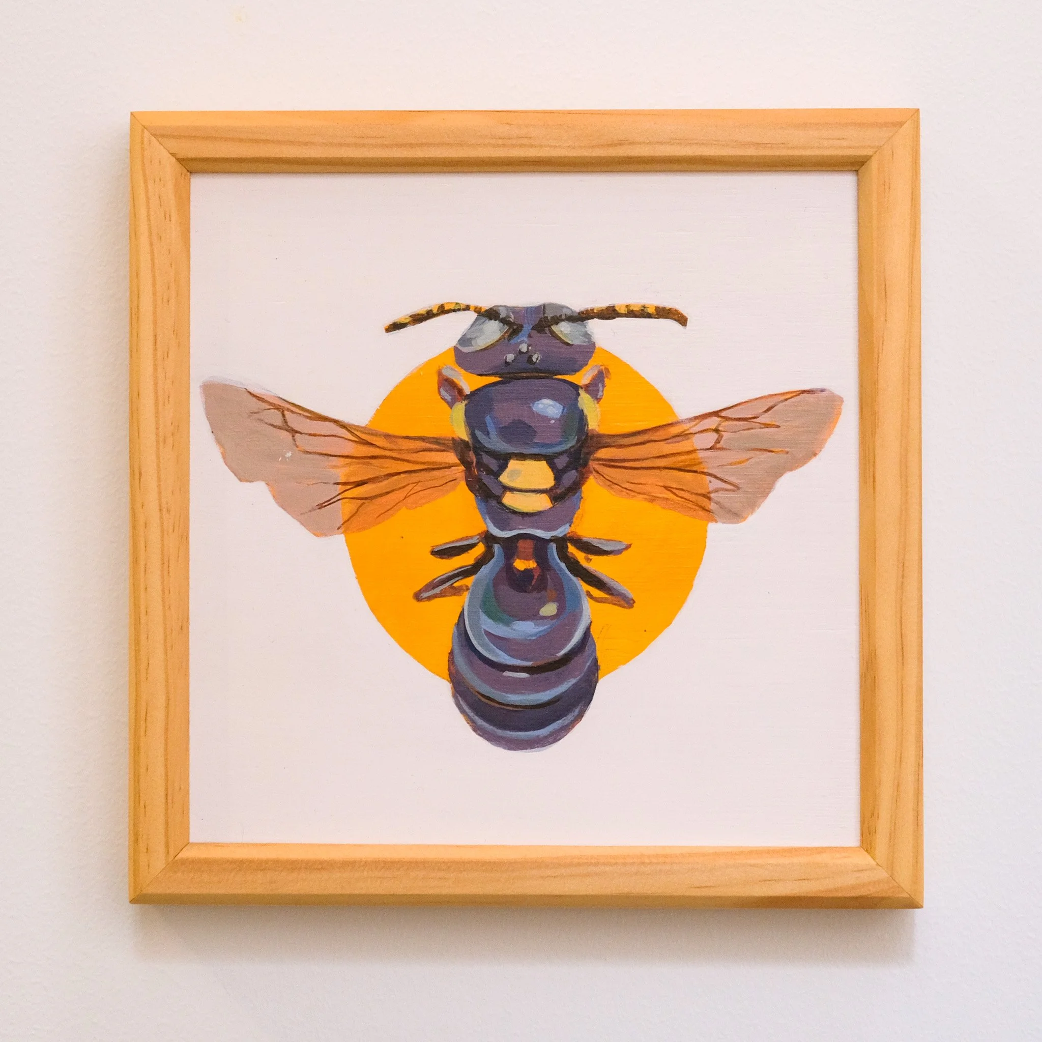 Amphylaeus Obscuriceps 21x21cm