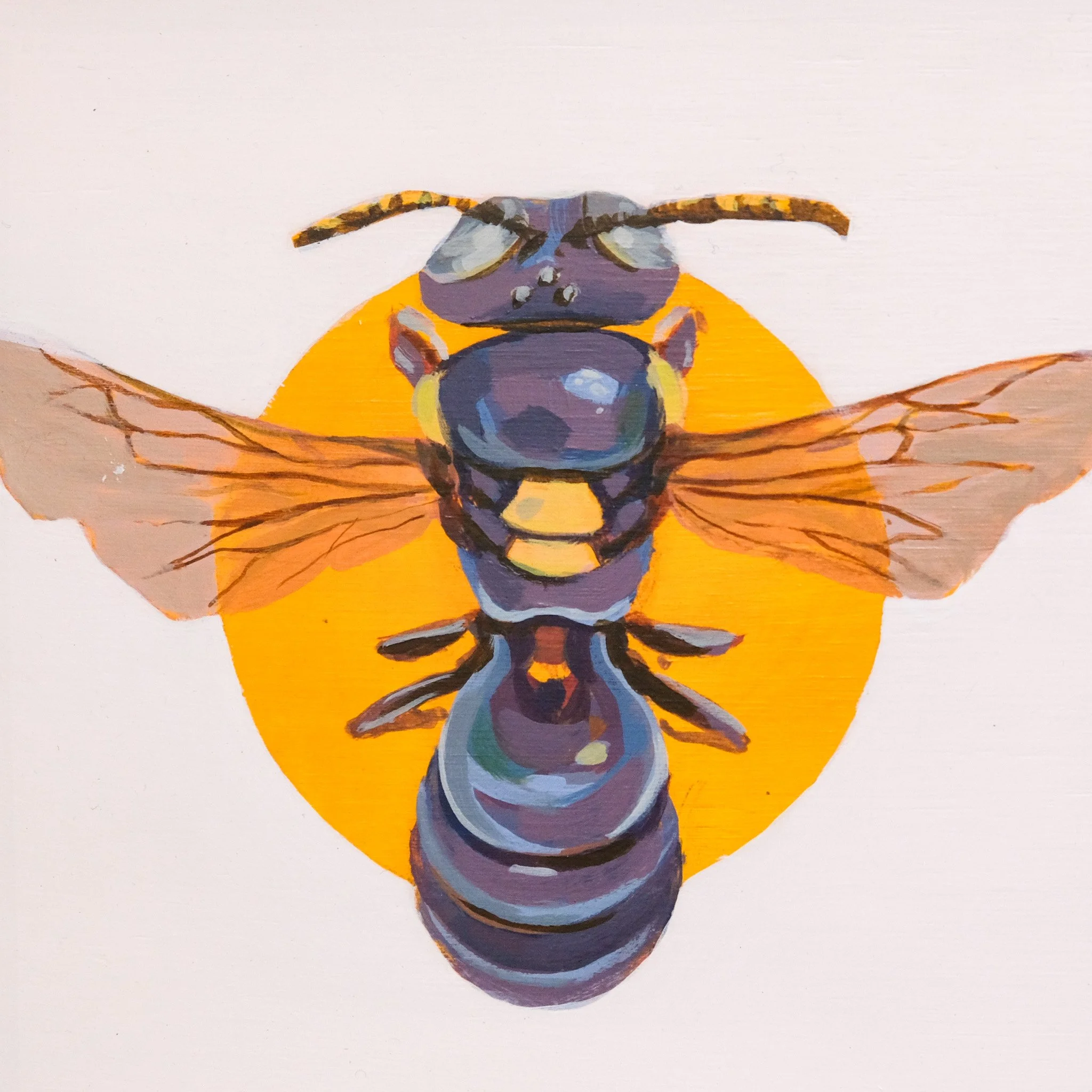 Amphylaeus Obscuriceps_Wearesavingthewrongbees_OriginalArtwork_KatStefanova_AustralianNativeBees_closeup.jpg