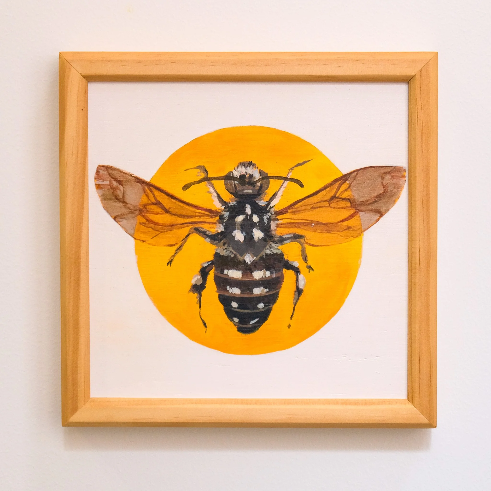 Thyreus Lugubris 21x21cm