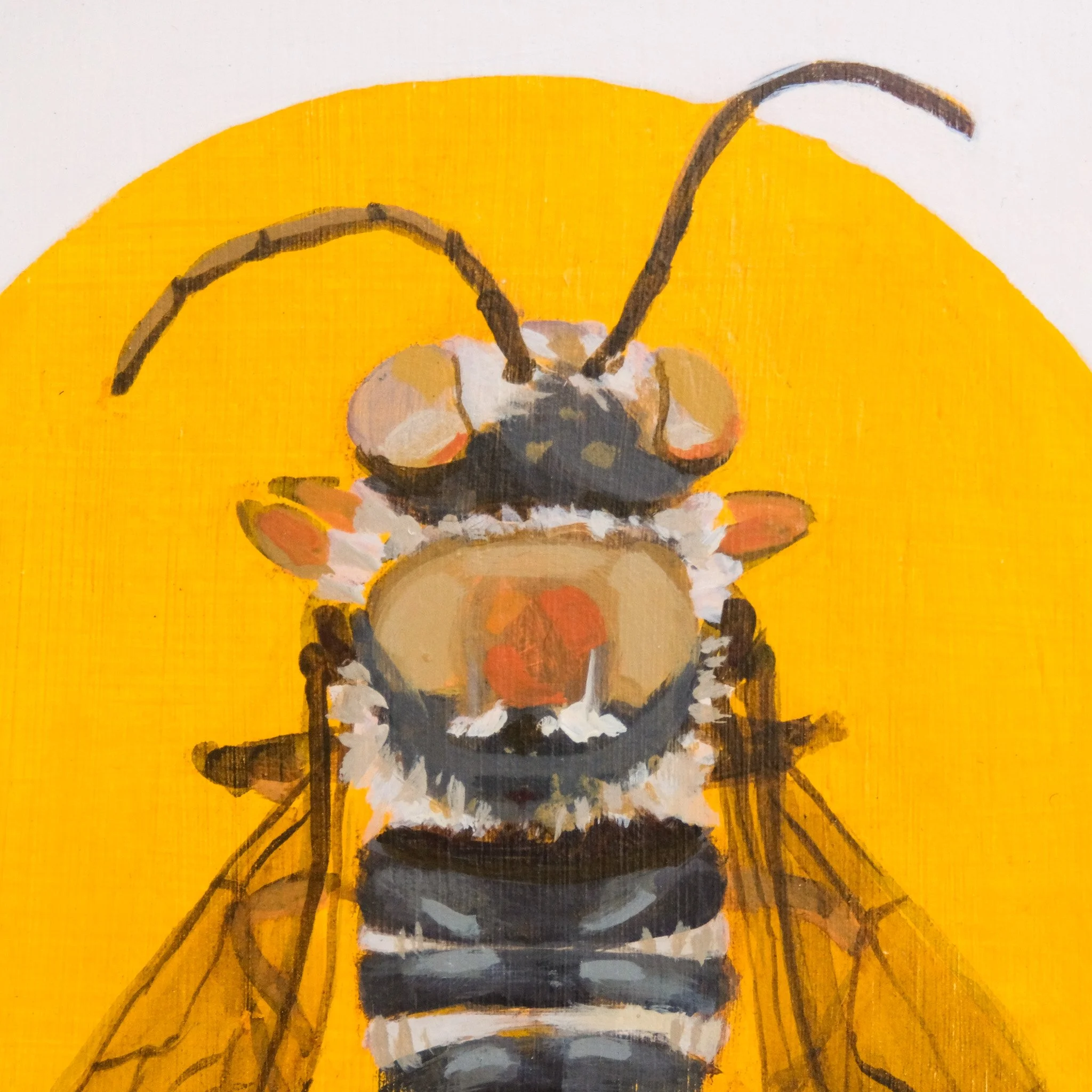 Coelioxys Albolineata_Wearesavingthewrongbees_OriginalArtwork_KatStefanova_AustralianNativeBees_detail3.jpg